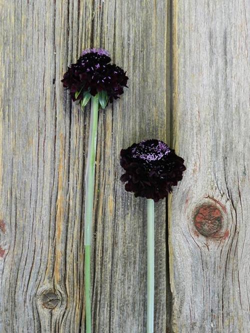 BLACKBERRY SCOOP BURGUNDY SCABIOSA